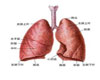 肺癌常识
